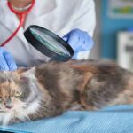 Jangan Sampai Ketinggalan! Kini Urus Hewan Peliharaan Bisa dalam Satu Aplikasi, dari Konsultasi Dokter hingga Pet Hotel