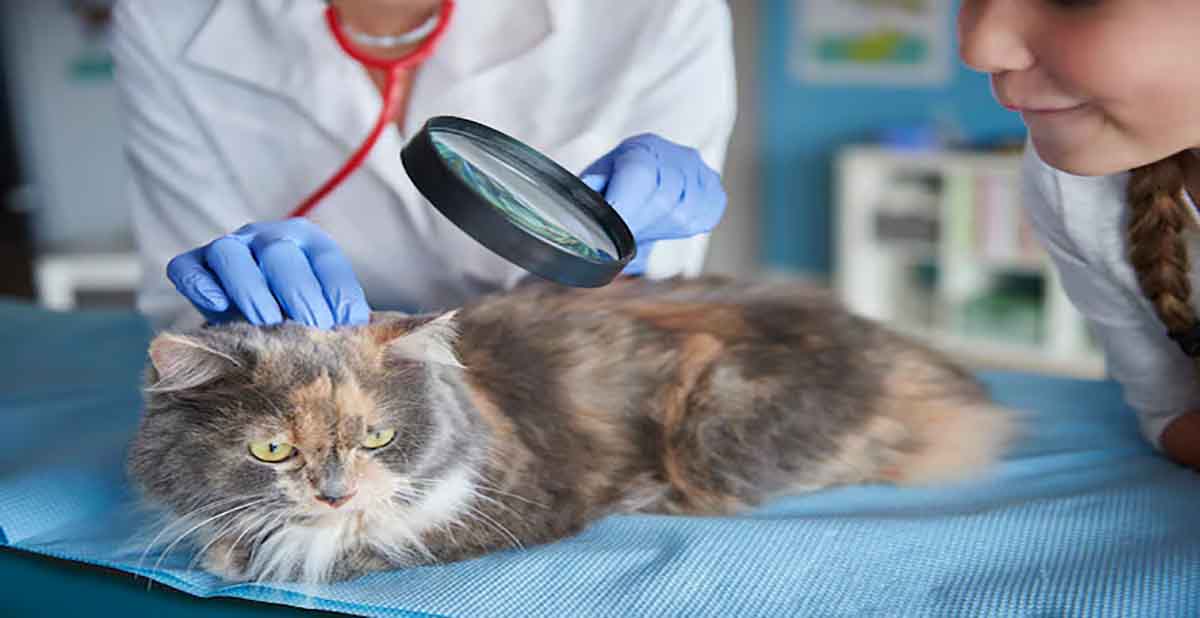 sobatpaws adalah layanan konsultasi dokter hewan